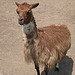 Peru 2008